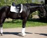 dressage horse Endless Dream (Hanoverian, 2004, from El Bundy)