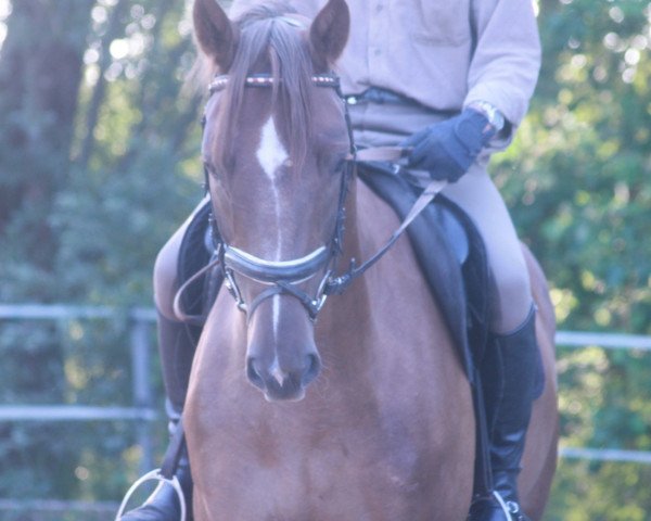 horse Hendrix (Hanoverian, 2012, from Hochadel)