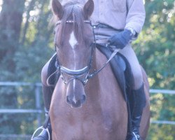 dressage horse Hendrix (Hannoveraner, 2012, from Hochadel)