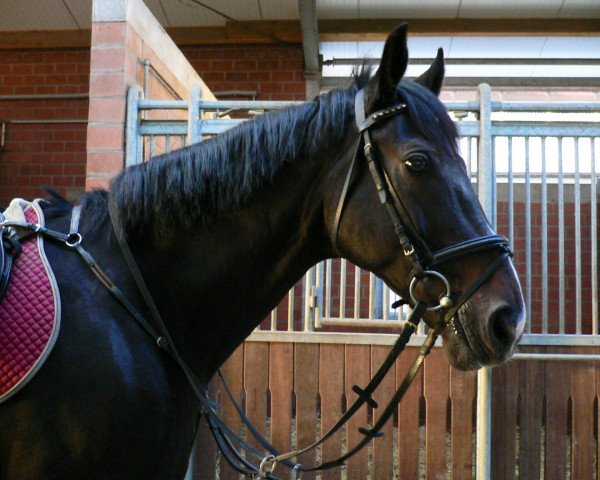 horse Glen Fiddich 3 (Hanoverian, 1993, from Gloster)