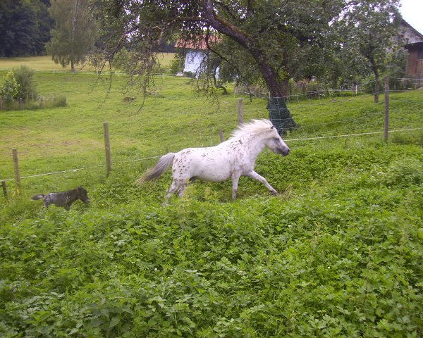 broodmare Curry of Grateful (Dt.Part-bred Shetland pony, 2009, from Koen van de Bloemenstraat)