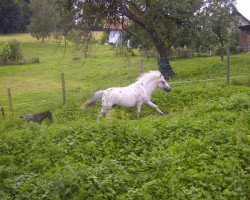 Pferd Curry of Grateful (Dt.Part-bred Shetland Pony, 2009, von Koen van de Bloemenstraat)