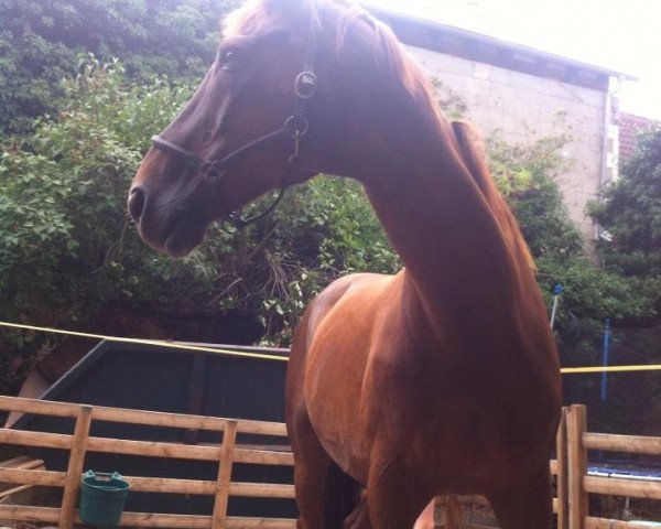 dressage horse Ballymore 4 (Hanoverian, 1992, from Brentano II)