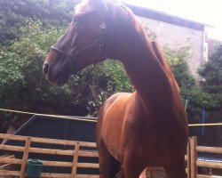 dressage horse Ballymore 4 (Hanoverian, 1992, from Brentano II)