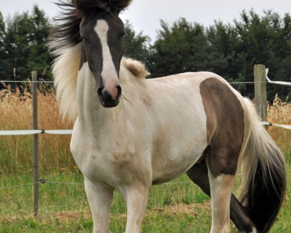 horse Flinkur vom Sulzhof (Iceland Horse, 2013, from Skype vom Sulzhof)