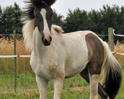 horse Flinkur vom Sulzhof (Islandpferd, 2013, from Skype vom Sulzhof)