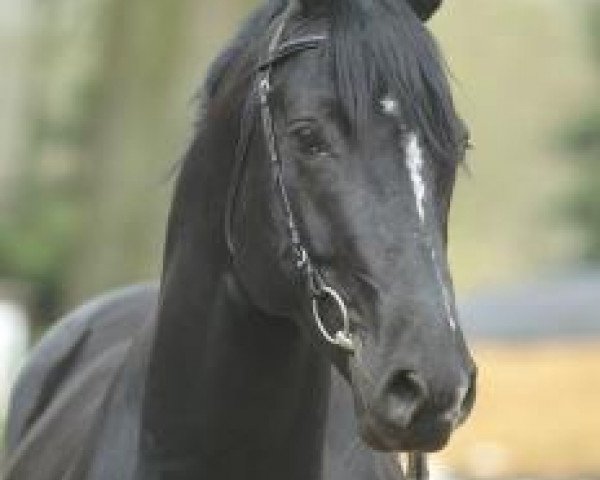 horse Rayonner (Hanoverian, 2001, from Rohdiamant)