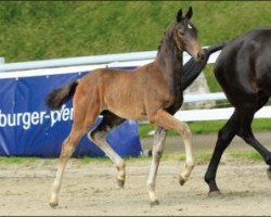 dressage horse Dark Dancer 39 (Oldenburg, 2015, from Danone 4)