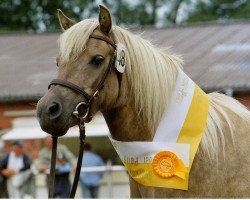 broodmare Holly vom Hexenzipfel (Shetland Pony, 1996, from Nico)