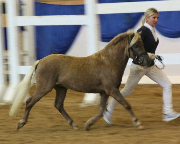 Deckhengst Kleiner Kracher (Deutsches Classic Pony,  , von KC Coyne Connection)