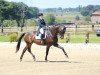 dressage horse Grand Crue 2 (Rhinelander, 2000, from Gribaldi)