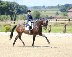 dressage horse Grand Crue 2 (Rhinelander, 2000, from Gribaldi)