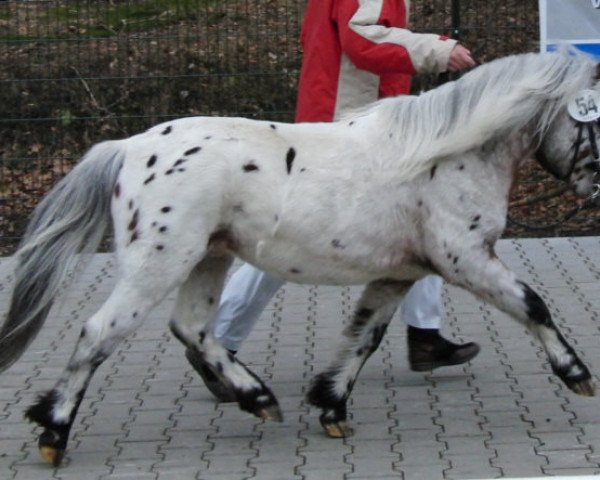 Deckhengst Al Capone (Dt.Part-bred Shetland Pony, 2002, von Aladin)