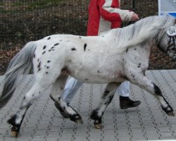 stallion Al Capone (Dt.Part-bred Shetland pony, 2002, from Aladin)