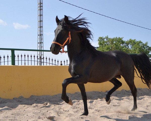 Pferd KABILEÑO XX (Pura Raza Espanola (PRE), 2009)
