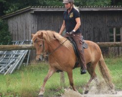 horse Hit vom Sulzhof (Islandpferd, 2011, from Freyfaxi vom Friedrichshof)