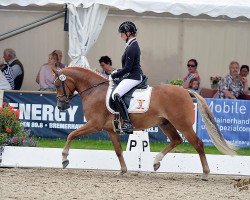 dressage horse Golden Globe (German Riding Pony, 2012, from Golden Rock)