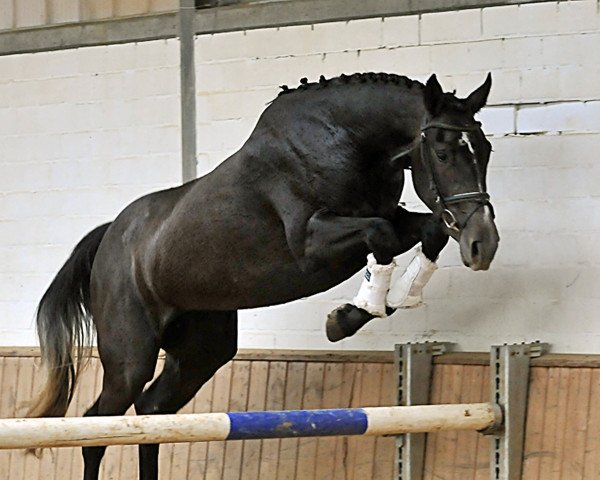 Pferd Stute von Capilano (Westfale, 2012, von Capilano)