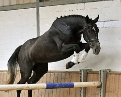 Pferd Stute von Capilano (Westfale, 2012, von Capilano)