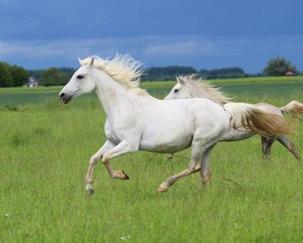 Zuchtstute Darleen (Deutsches Reitpony, 1994, von Digger)