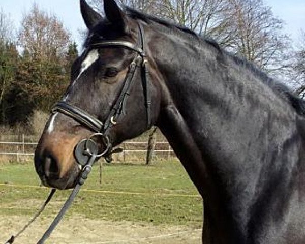 horse Caesar 280 (Oldenburg, 1995, from Cordial Medoc)