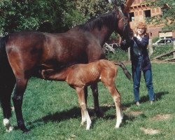 Zuchtstute Kordelia (Oldenburger, 1976, von Waldmeister)