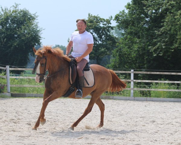 horse Careta (Andalusier, 2013)