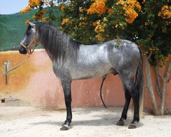 Deckhengst Brioso CH (Pura Raza Espanola (PRE), 2009)