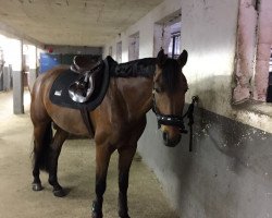 jumper Dandy van Beek (KWPN (Royal Dutch Sporthorse), 2008, from Armitage)