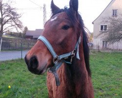 Pferd Bandenquartiers Isaac (Kleines deutsches Reitpferd, 2014, von Baxter St.Ives)