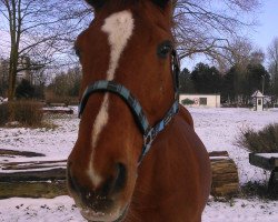 broodmare Wonny (Hanoverian, 1994, from Wonderful)