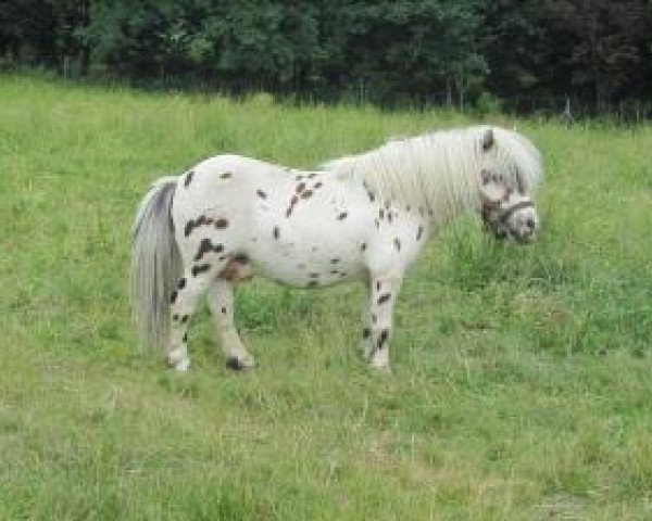 Deckhengst Ivan van de Ijsselhof (Shetland Pony, 2002, von Falabella Gilette)