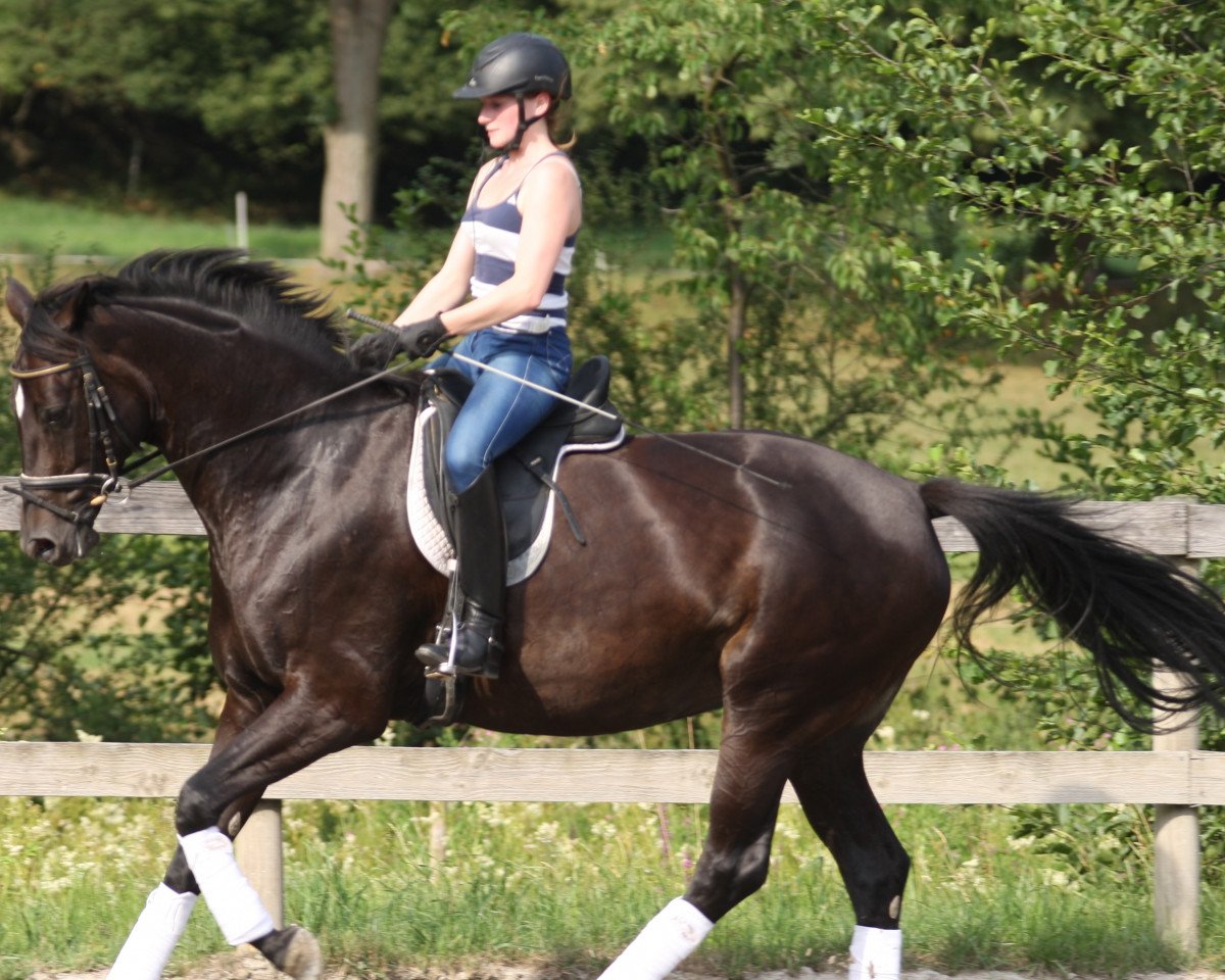 Dressurpferd Stute von Florencio (Oldenburger, 2008, von Florencio I)