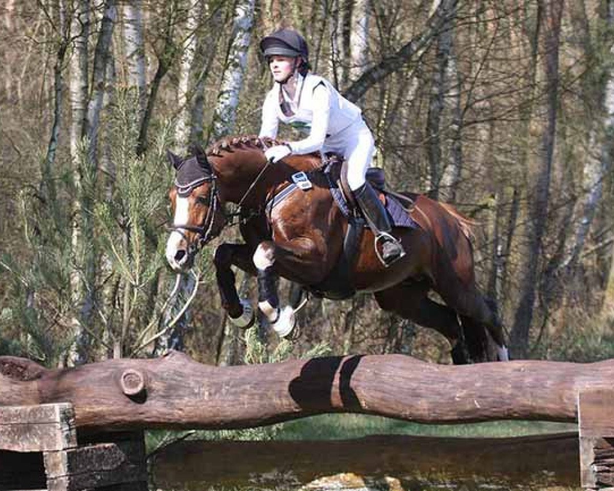 stallion SF Detroit (German Riding Pony, 2009, from Denver 184)