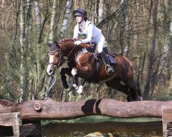 stallion SF Detroit (German Riding Pony, 2009, from Denver)