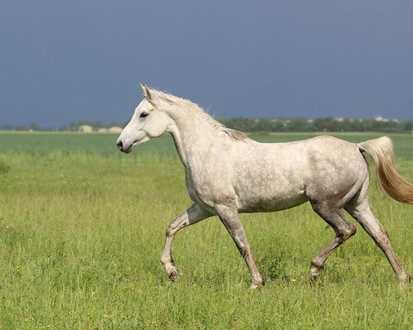 horse Doria (Arab half breed / Partbred, 2010, from Al Najma Ovid ox)