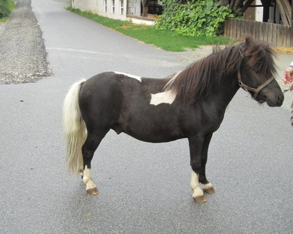 stallion Stallone (Shetland Pony, 2012, from Sire v.'t.Gussinklo)