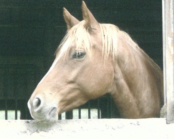 horse Stute von Adamello (Trakehner, 2009, from Adamello)