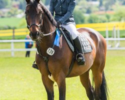 Springpferd Grande Rio (Slowakisches Warmblut, 2001, von Grand Step)