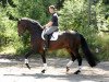 dressage horse Friedrich (Hanoverian, 2011, from Fuechtels Floriscount OLD)