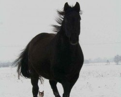 broodmare Akita (Brandenburg, 2000, from Antaeus)