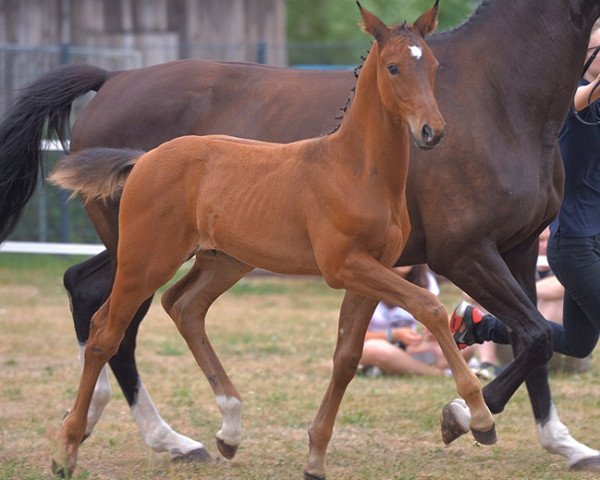 dressage horse Fohlen von Lord Leopold (German Sport Horse, 2015, from Lord Leopold 7)