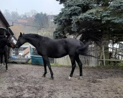 broodmare Bordania (Hanoverian, 2015, from Bordeaux 28)