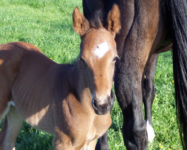 broodmare Asabi (Hanoverian, 2005, from Almaz)