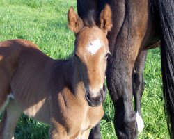 broodmare Asabi (Hanoverian, 2005, from Almaz)