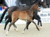 Dressurpferd Smokey Eye TR (Deutsches Reitpony, 2015, von Spring Star's Spirit)