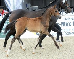 dressage horse Smokey Eye TR (German Riding Pony, 2015, from Spring Star's Spirit)