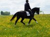 dressage horse Erlkönig 36 (Hanoverian, 2010, from Escudo I)