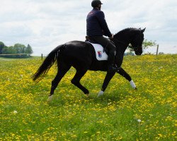 dressage horse Erlkönig 36 (Hanoverian, 2010, from Escudo I)