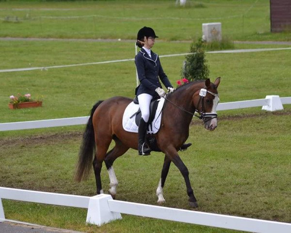 dressage horse Baltic Girl 2 (German Riding Pony, 2007, from Baltic Dream)